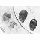 BVDA Fingerprint Powder