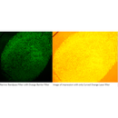 Narrow Bandpass Filter (560-10 OD4) (62 mm)