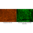 Narrow Bandpass Filter (560-10 OD4) (62 mm)